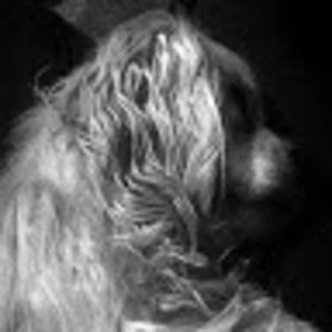 Meet your Posher, Nellie